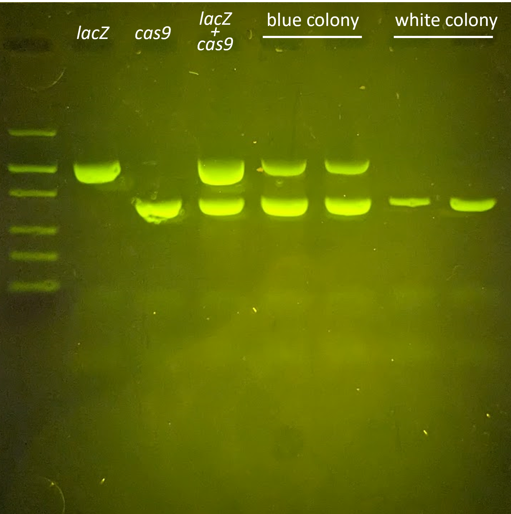 Knockout! A CRISPR/Cas Gene Targeting Lab – miniPCR bio