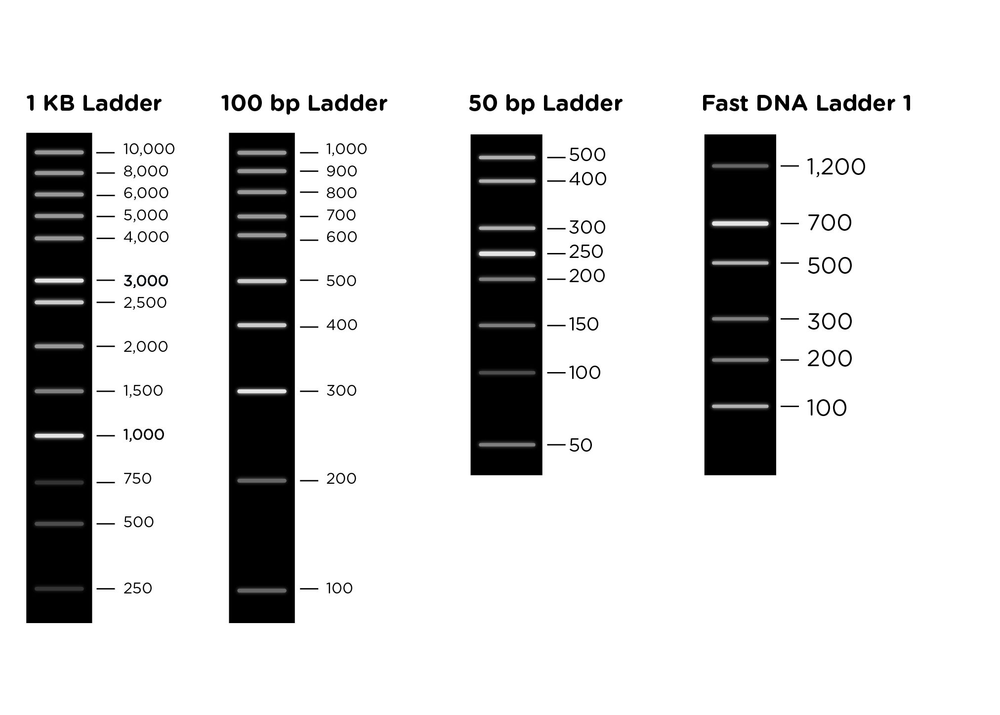 Choosing The Right DNA Ladder MiniPCR Chegos pl