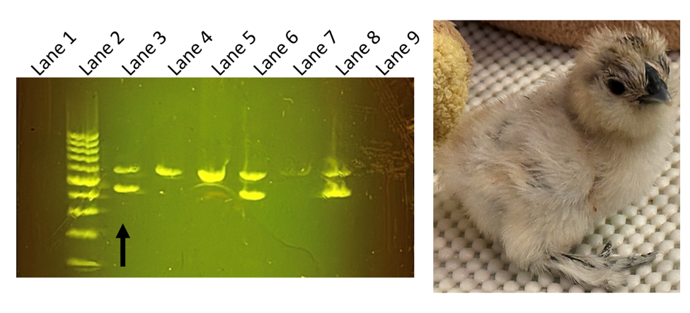 Gel electrophoresis results for chick sex DNA test