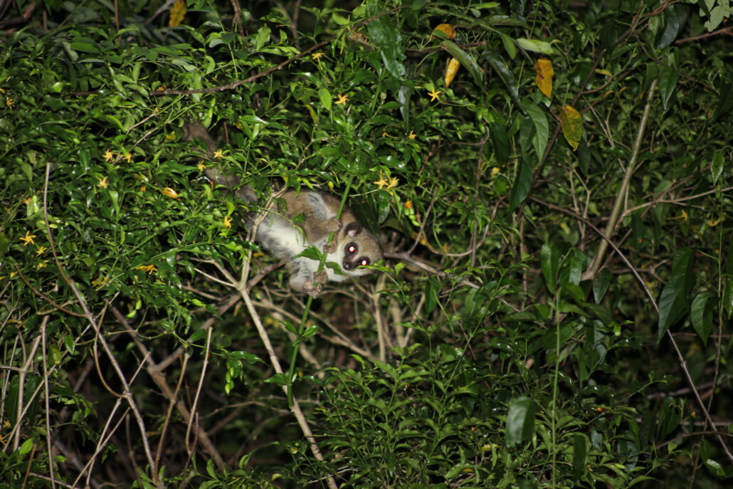 Furry-eared dwarf lemur in the forest canopy