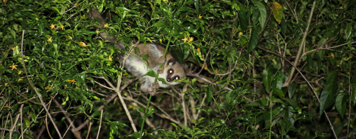 Furry-eared dwarf lemur in the forest canopy