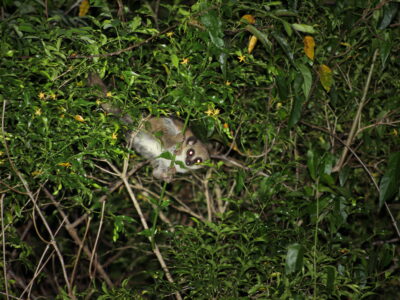 Furry-eared dwarf lemur in the forest canopy