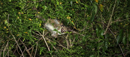 Furry-eared dwarf lemur in the forest canopy