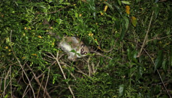 Furry-eared dwarf lemur in the forest canopy