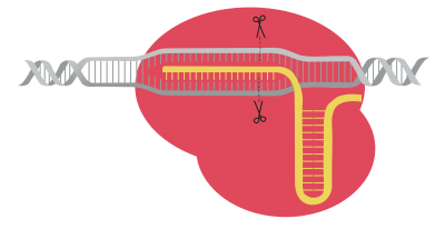 CRISPR/Cas – miniPCR bio