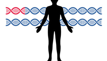 inherited_cancer_risk_figure1_pg11_DNA body (2)