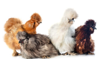 Group,Of,Bantam,Silkies,On,A,White,Background